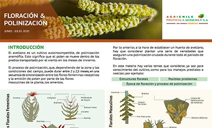 Infografía sobre Floración y Polinización del avellano