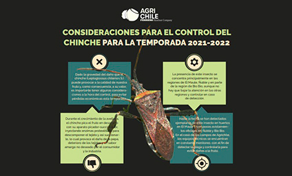 INFOGRAFÍA: Consideraciones para el control del chinche para la temporada 2021-2022