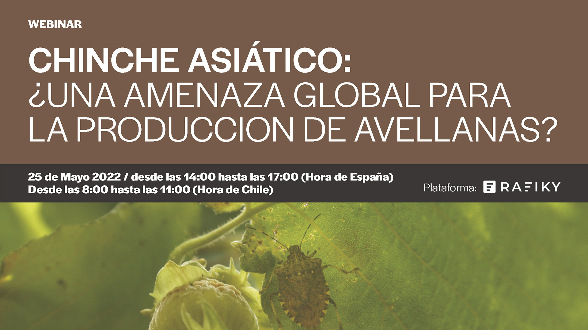 AGRICHILE INVITA A WEBINAR SOBRE LA AMENAZA GLOBAL DEL CHINCHE ASIÁTICO