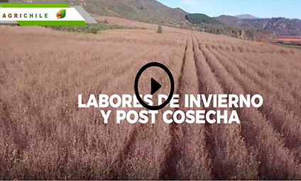 Labores de invierno para la preparación del huerto y Post Cosecha