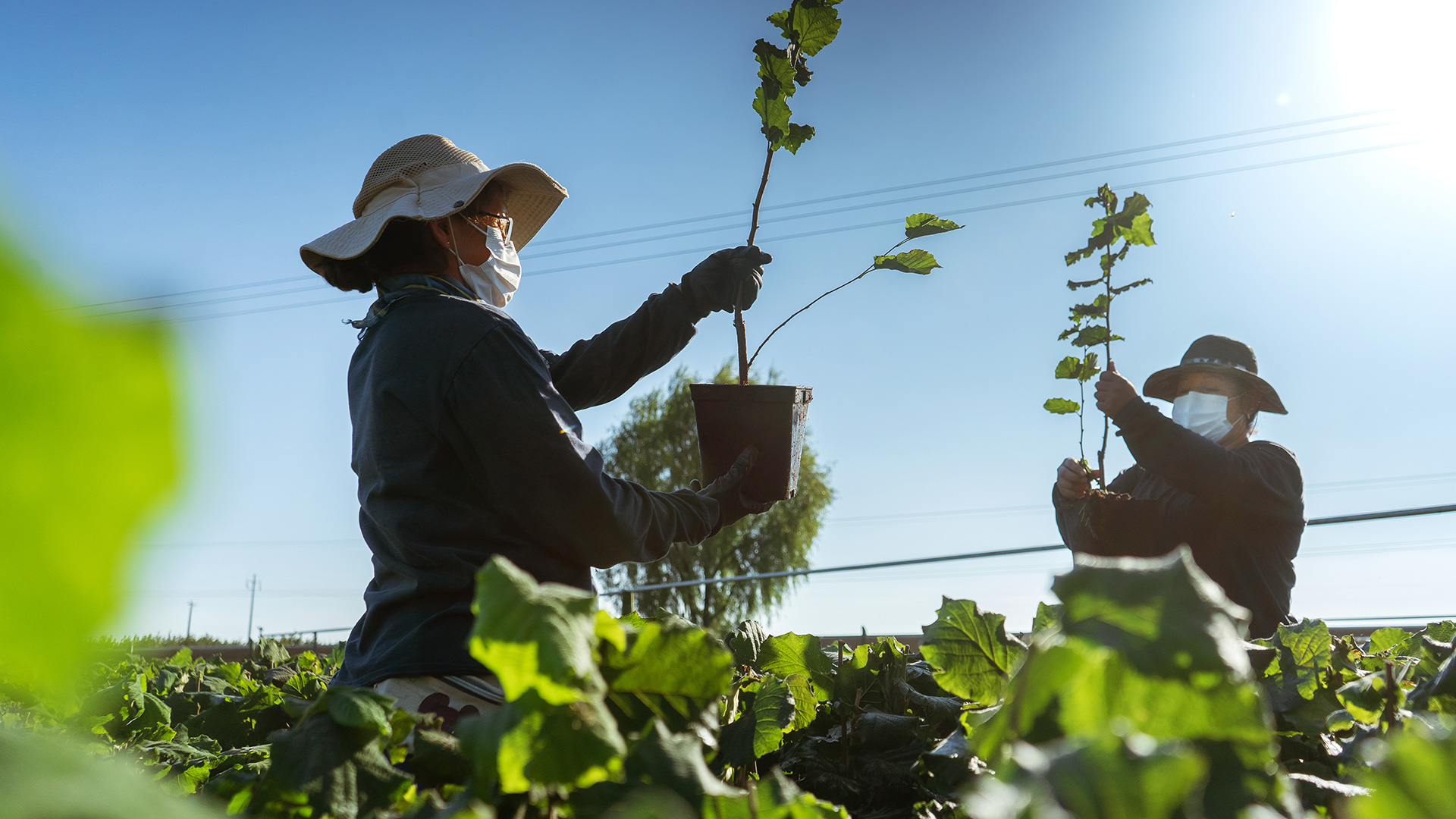 Agrichile donará plantas de avellano a sede de Inacap en Talca para el desarrollo de huerto educativo