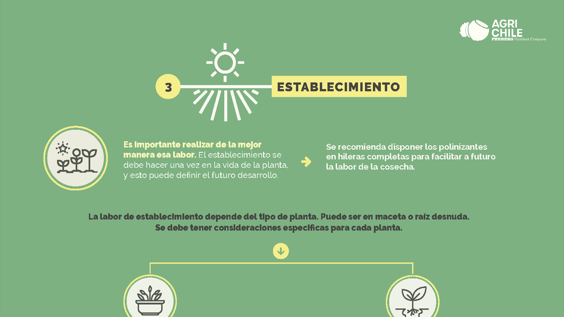 Boletín técnico: manejo de plantas y consideraciones para plantaciones nuevas