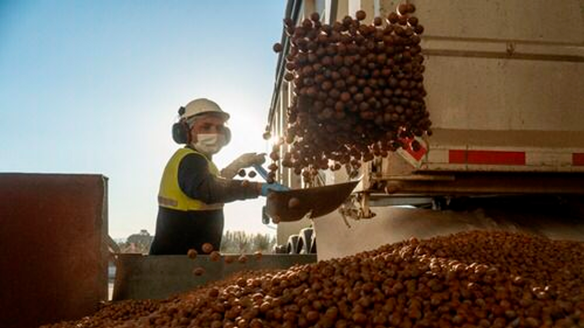 Temporada 21-22: ingredientes activos prohibidos para aplicación en avellano europeo y nuevas extensiones de etiqueta