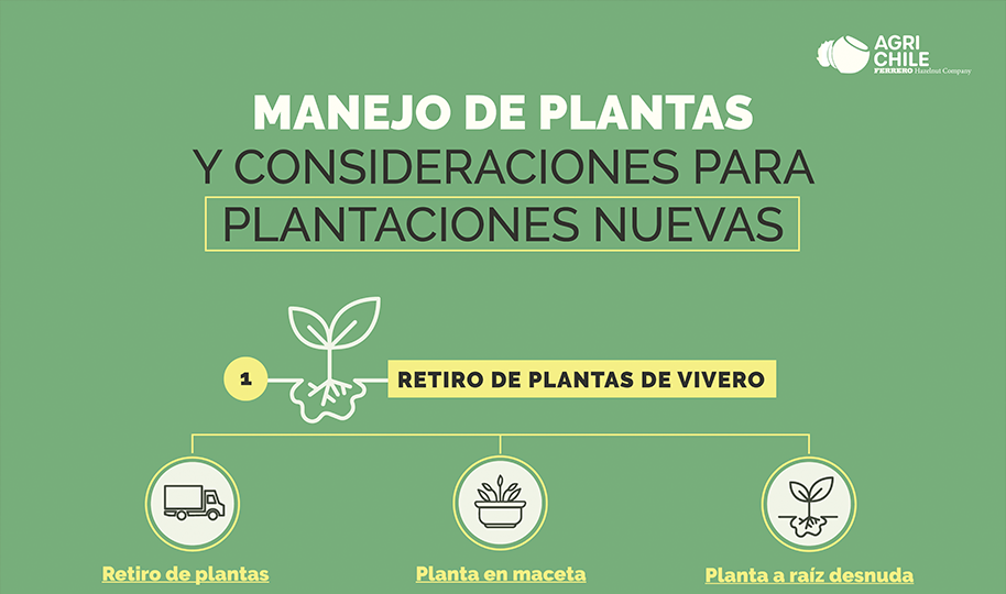 INFOGRAFÍA: Manejo de plantas y consideraciones para plantaciones nuevas