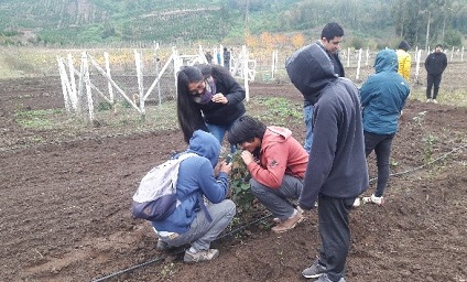 Agrichile implementa huertos didácticos de avellana en Inacap de Temuco