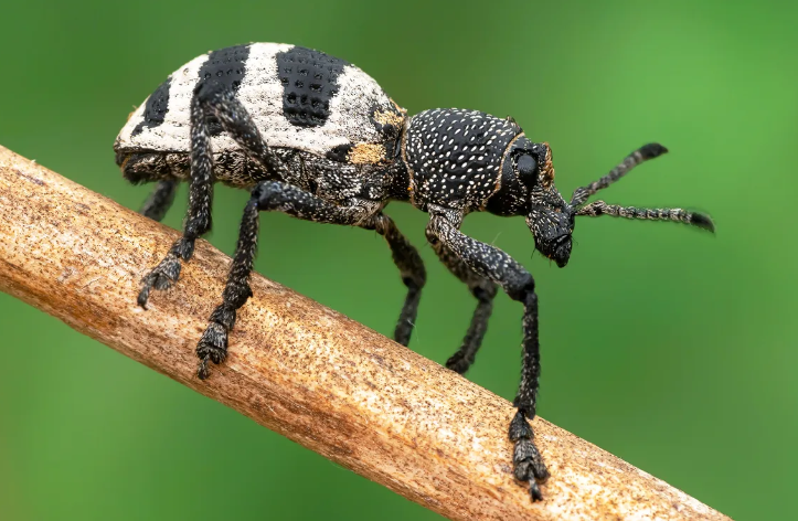 EL CONTROL DE AEGORHINUS