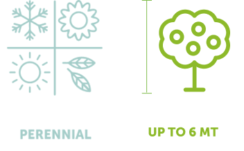 perennial-tree-icon