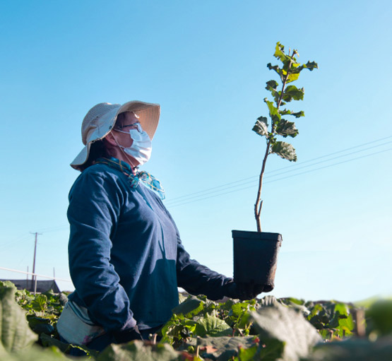 Supporting quality hazelnut value chains