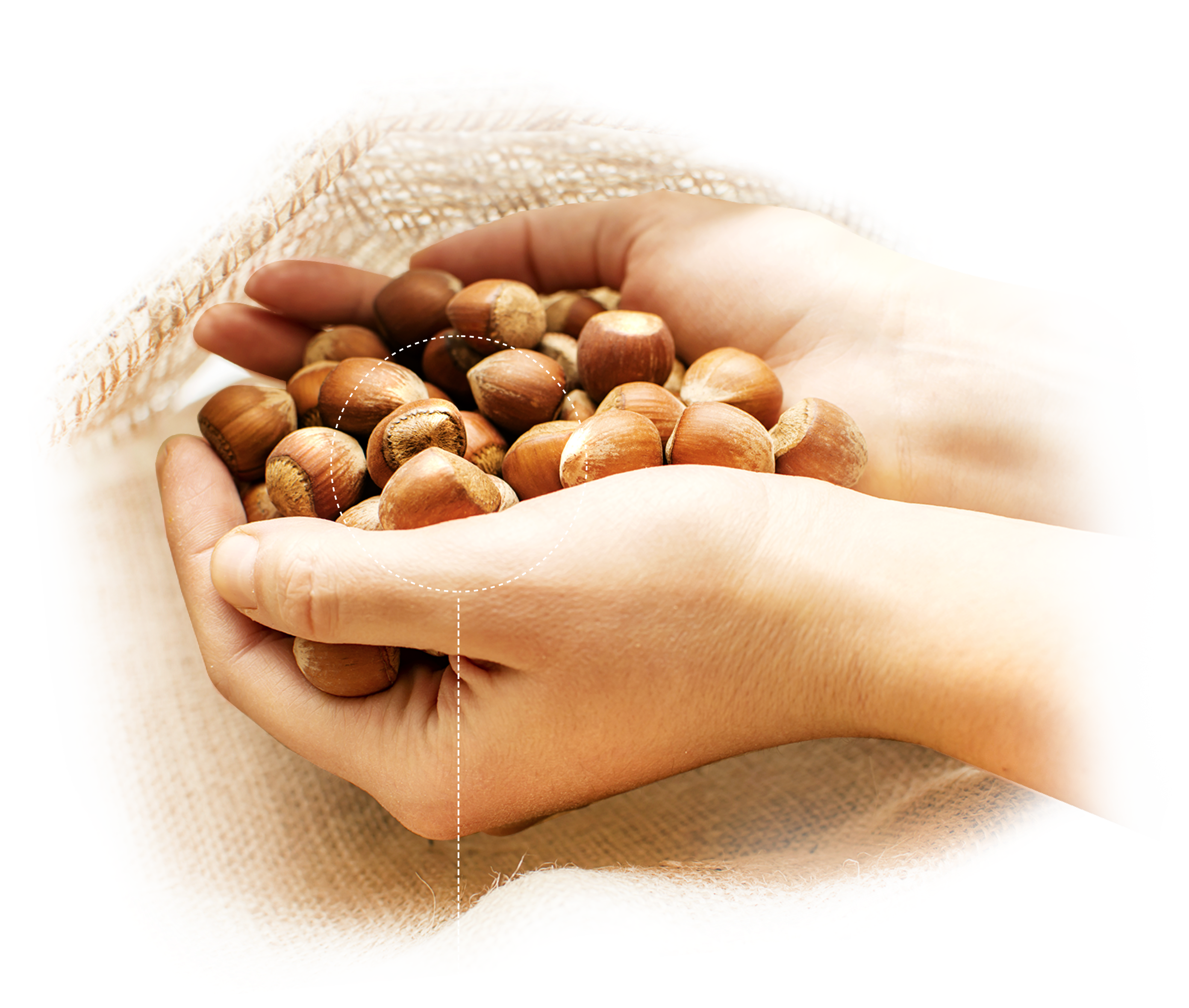Hands with hazelnuts