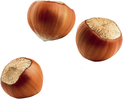 Our story title hazelnuts image