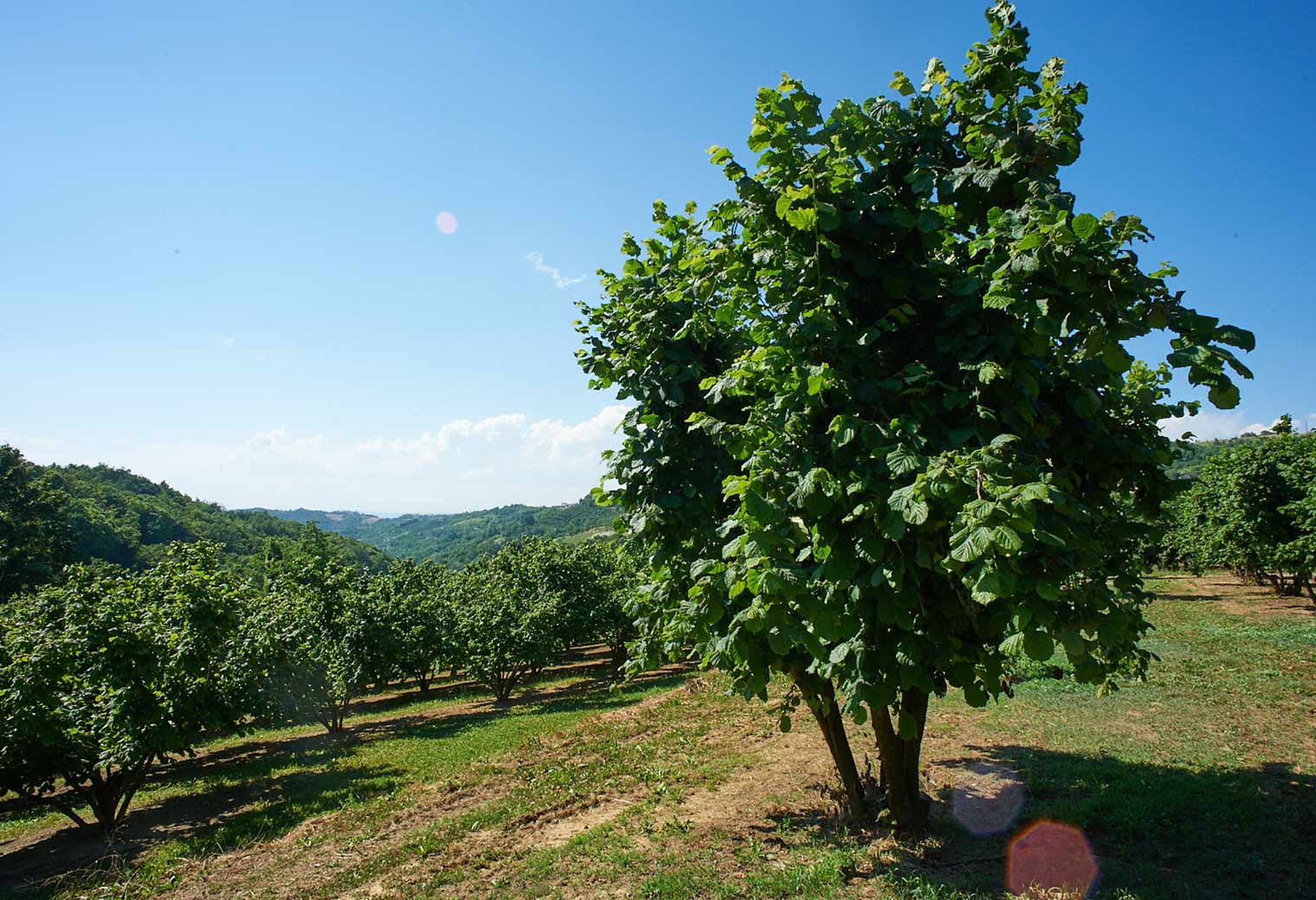 nocciola